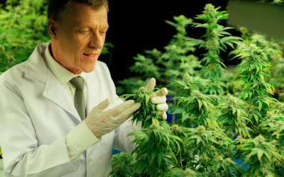 Le guide ultime pour choisir des produits CBD de qualité