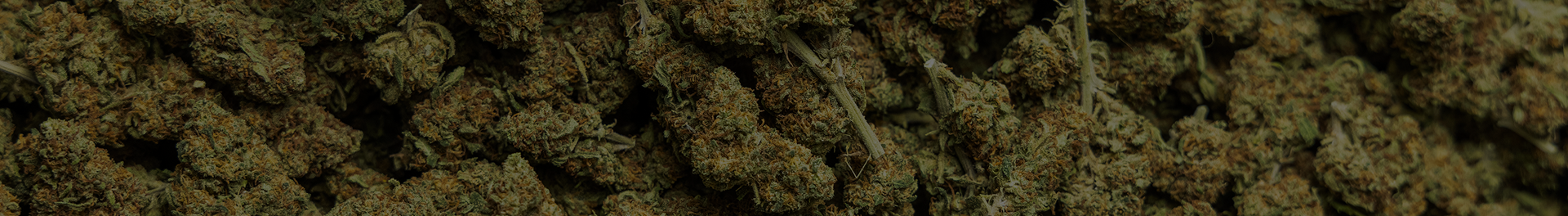 Fleurs de CBD premium en gros plan, têtes de chanvre naturelles riches en CBD